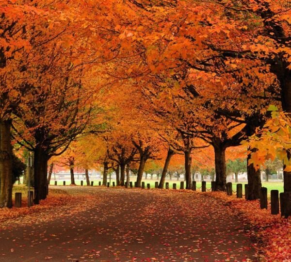 Fall on vancouver