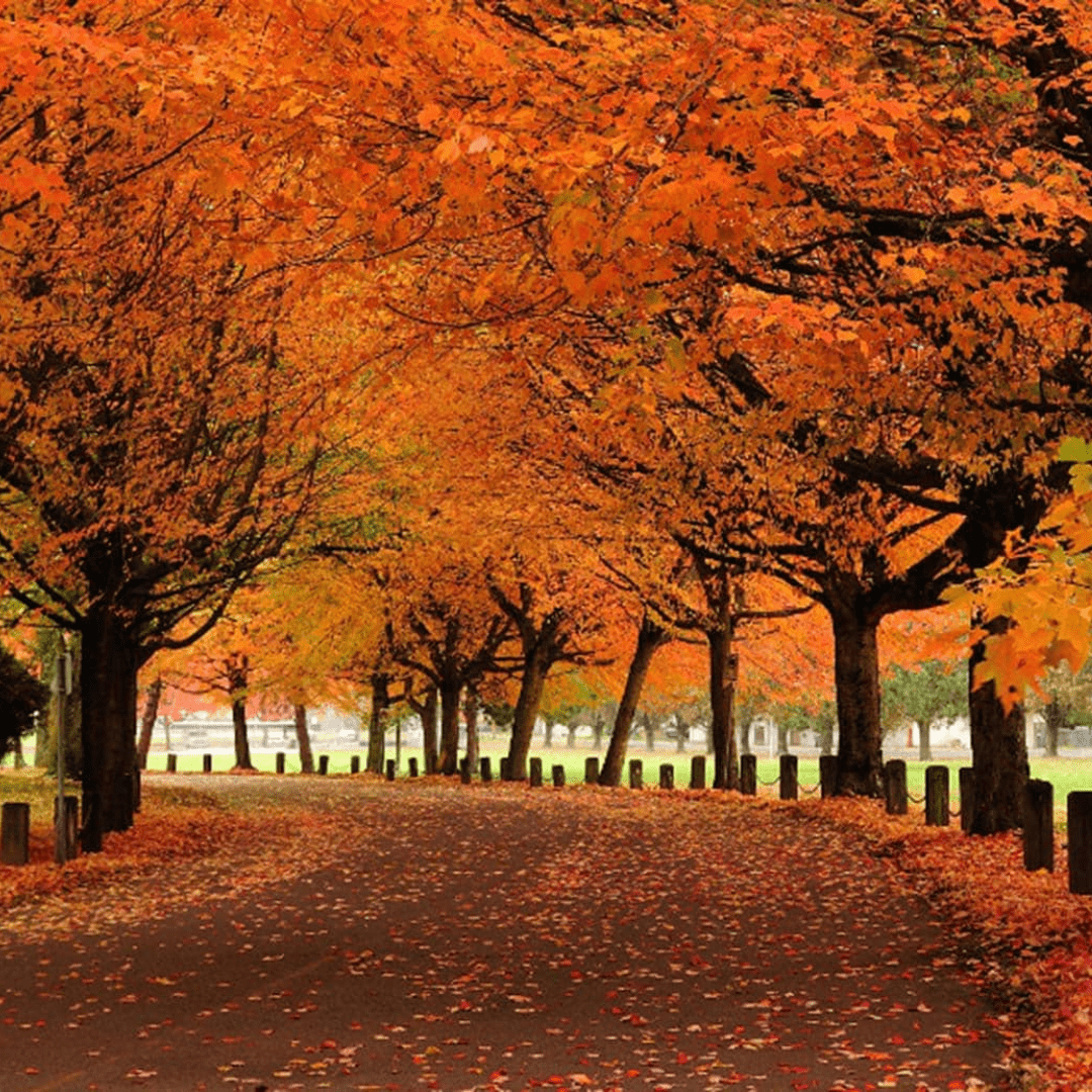 Vancouver fall season 